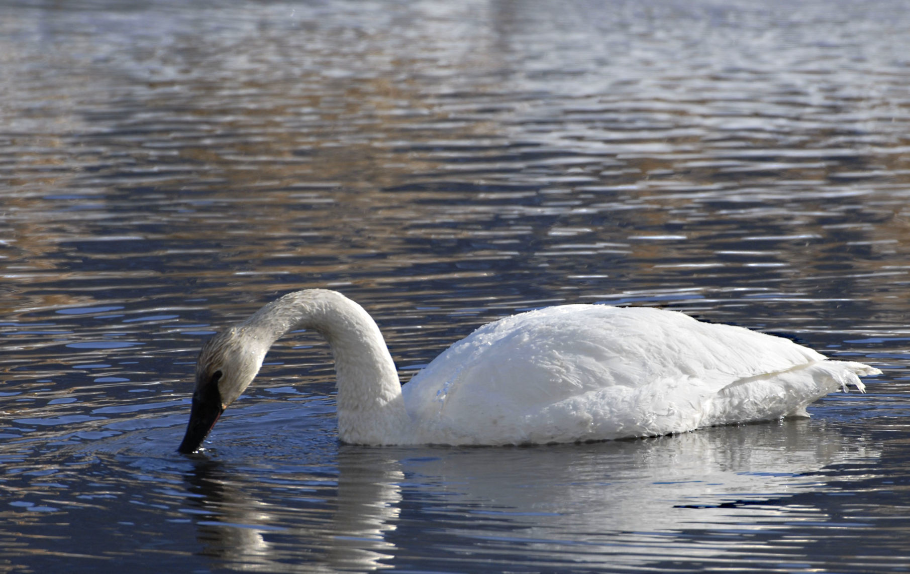 Trumpeter Swan